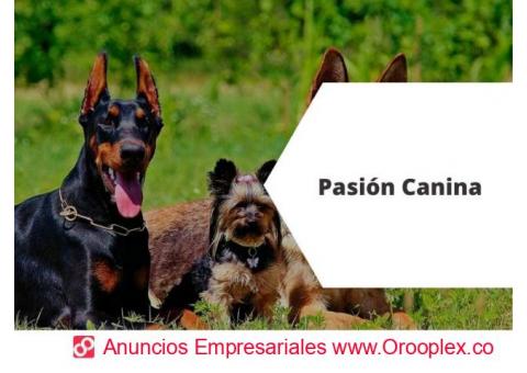 Pasión Canina