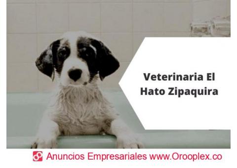 Hospitalización Canina en Zipaquirá